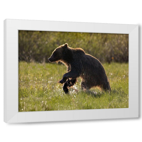 Grizzly bear White Modern Wood Framed Art Print by Fitzharris, Tim