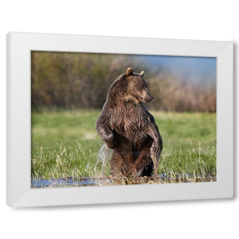 Grizzly bear White Modern Wood Framed Art Print by Fitzharris, Tim