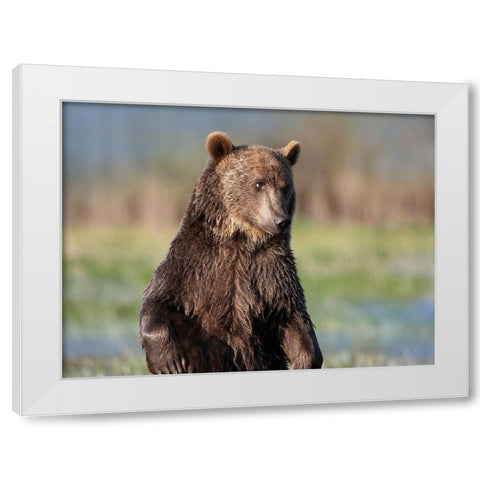 Grizzly bear White Modern Wood Framed Art Print by Fitzharris, Tim