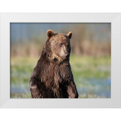 Grizzly bear White Modern Wood Framed Art Print by Fitzharris, Tim