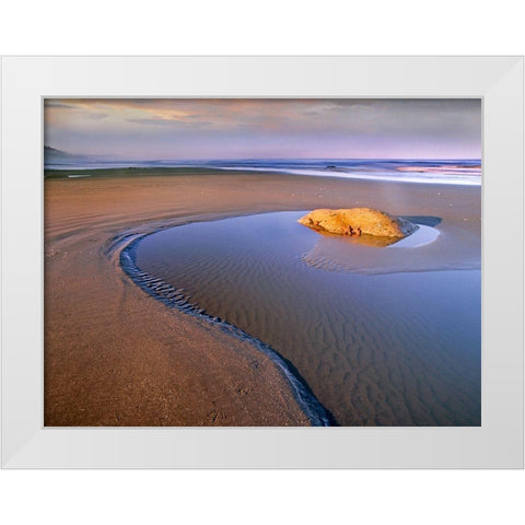 Seastars on rock Beach Six Olympic Natl Park WA White Modern Wood Framed Art Print by Fitzharris, Tim