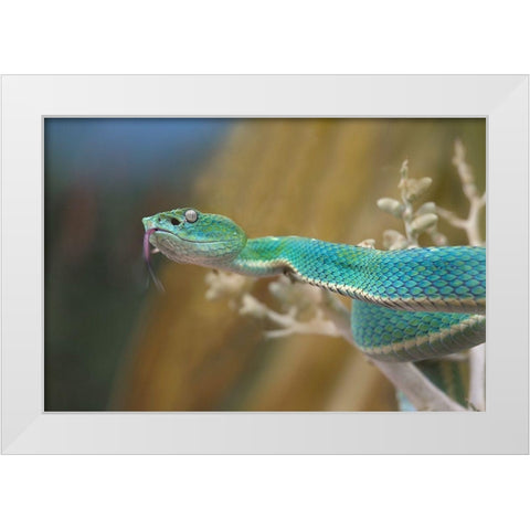 Side-striped palm pit viper snake White Modern Wood Framed Art Print by Fitzharris, Tim