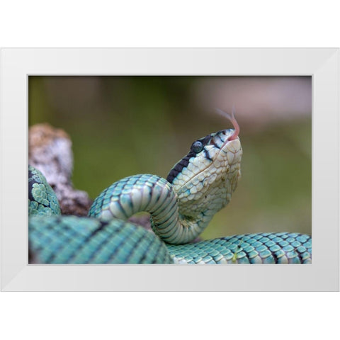 Green pit viper snake White Modern Wood Framed Art Print by Fitzharris, Tim