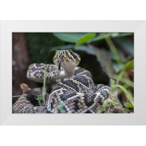 Eastern diamondback rattlesnake baby White Modern Wood Framed Art Print by Fitzharris, Tim