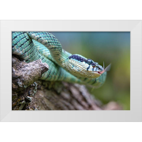 Green pit viper snake White Modern Wood Framed Art Print by Fitzharris, Tim