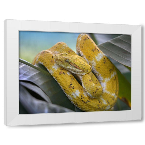 Yellow eyelash pit viper snake White Modern Wood Framed Art Print by Fitzharris, Tim