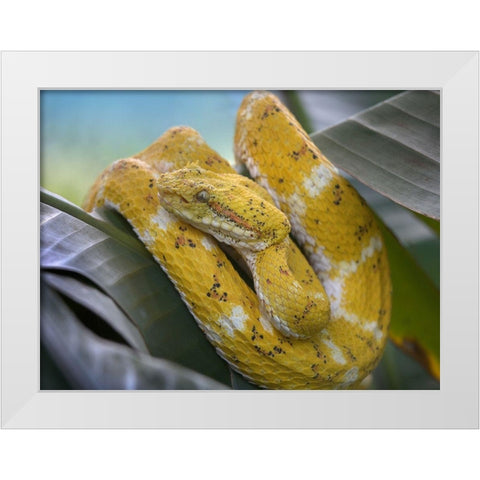 Yellow eyelash pit viper snake White Modern Wood Framed Art Print by Fitzharris, Tim