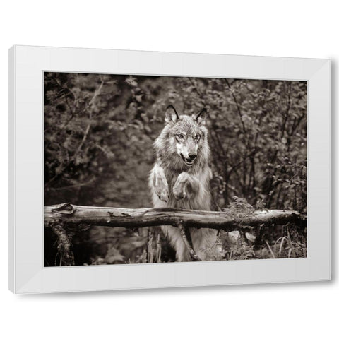 Gray wolf Sepia White Modern Wood Framed Art Print by Fitzharris, Tim