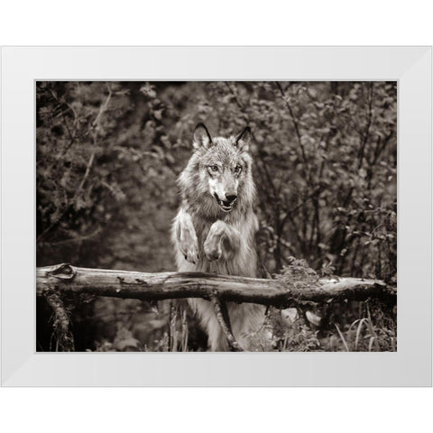 Gray wolf Sepia White Modern Wood Framed Art Print by Fitzharris, Tim