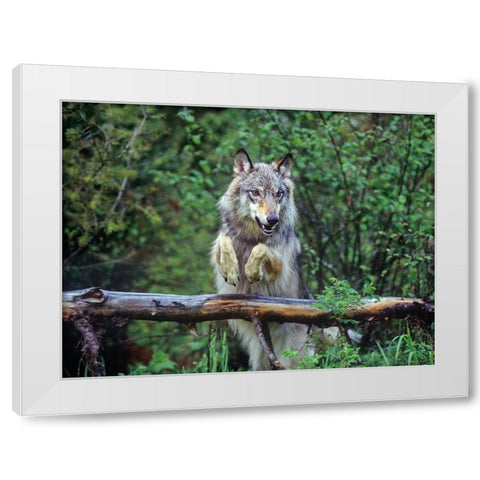 Gray wolf White Modern Wood Framed Art Print by Fitzharris, Tim