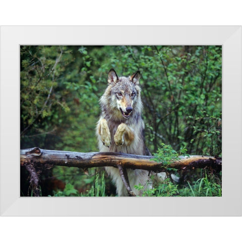 Gray wolf White Modern Wood Framed Art Print by Fitzharris, Tim