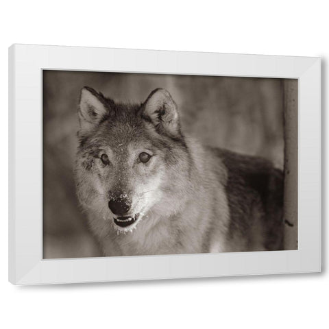 Gray wolf Sepia White Modern Wood Framed Art Print by Fitzharris, Tim
