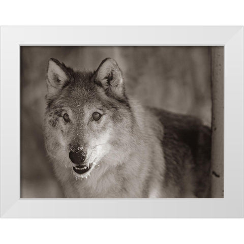 Gray wolf Sepia White Modern Wood Framed Art Print by Fitzharris, Tim