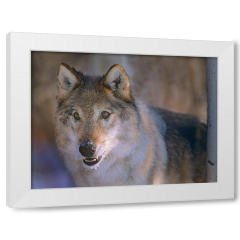 Gray wolf White Modern Wood Framed Art Print by Fitzharris, Tim