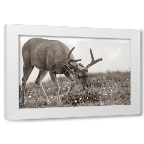 Mule eating lupines Sepia White Modern Wood Framed Art Print by Fitzharris, Tim