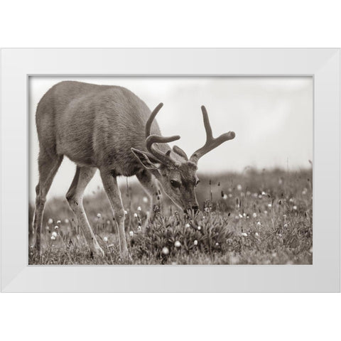 Mule eating lupines Sepia White Modern Wood Framed Art Print by Fitzharris, Tim