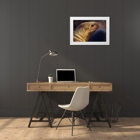 Northern Sea Lion White Modern Wood Framed Art Print by Fitzharris, Tim