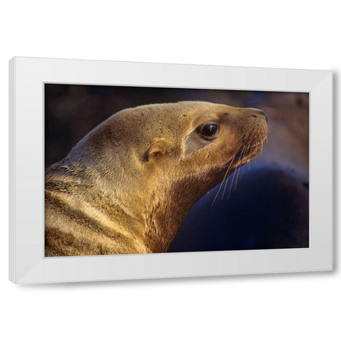 Northern Sea Lion White Modern Wood Framed Art Print by Fitzharris, Tim