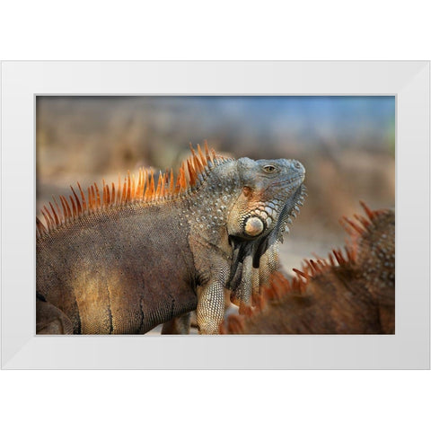 Green iguana White Modern Wood Framed Art Print by Fitzharris, Tim