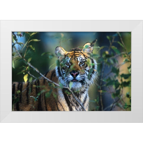 Siberian tiger White Modern Wood Framed Art Print by Fitzharris, Tim