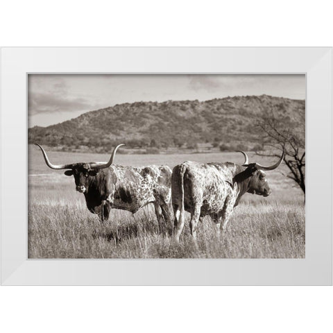 Longhorn cattle Sepia White Modern Wood Framed Art Print by Fitzharris, Tim