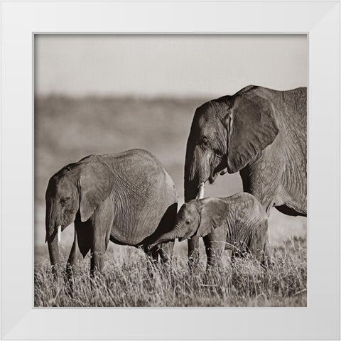 African elephants-Masai National Reserve-Kenya Sepia White Modern Wood Framed Art Print by Fitzharris, Tim