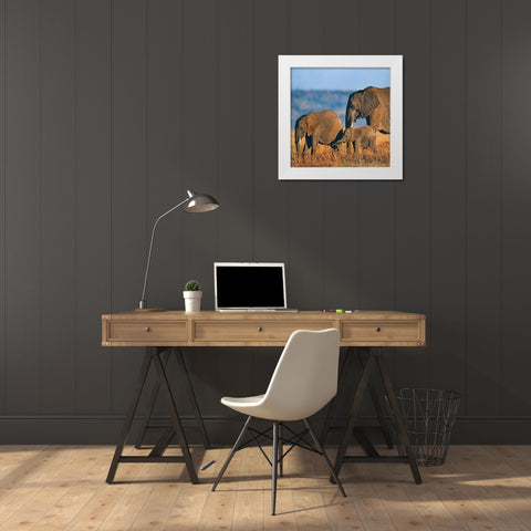 African elephants-Masai National Reserve-Kenya White Modern Wood Framed Art Print by Fitzharris, Tim