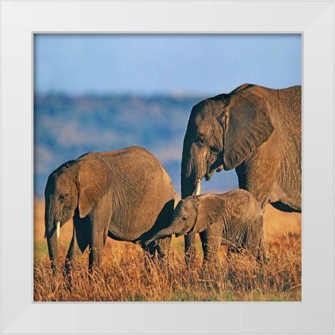 African elephants-Masai National Reserve-Kenya White Modern Wood Framed Art Print by Fitzharris, Tim