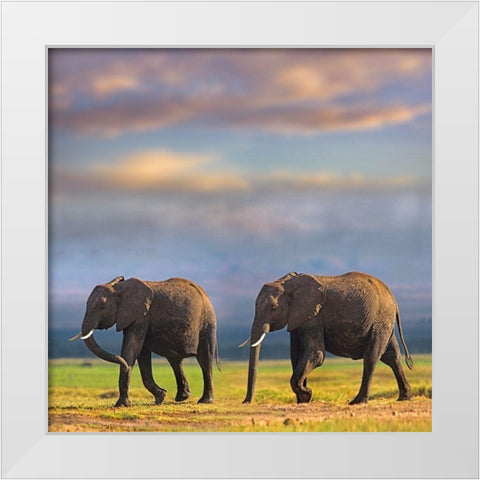 African elephants-Amboseli National Park-Kenya White Modern Wood Framed Art Print by Fitzharris, Tim