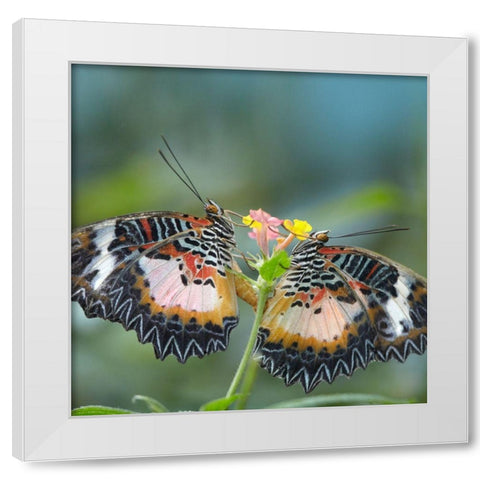 Cethosia luzonica butterflies mating White Modern Wood Framed Art Print by Fitzharris, Tim