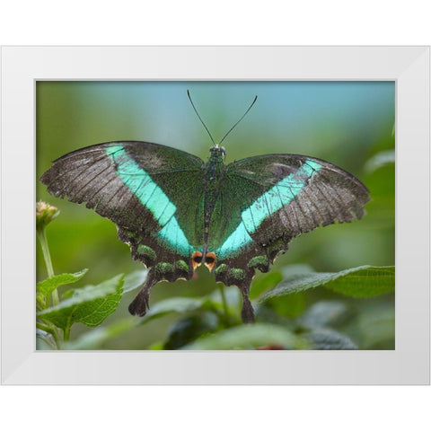 Local Queen butterfly-Papilio daedalus White Modern Wood Framed Art Print by Fitzharris, Tim