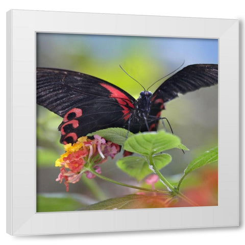 Buongon sailor butterfly-Papilio rumanzobia White Modern Wood Framed Art Print by Fitzharris, Tim