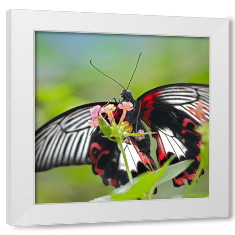 Citrus swallowtail butterfly-Papilio alphenor White Modern Wood Framed Art Print by Fitzharris, Tim