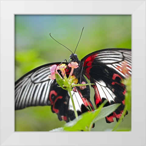 Citrus swallowtail butterfly-Papilio alphenor White Modern Wood Framed Art Print by Fitzharris, Tim