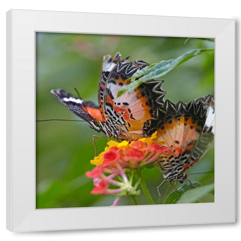 Cethosia luzonica butterflies White Modern Wood Framed Art Print by Fitzharris, Tim