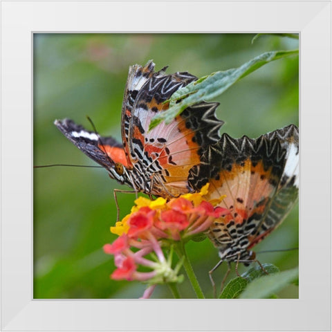 Cethosia luzonica butterflies White Modern Wood Framed Art Print by Fitzharris, Tim