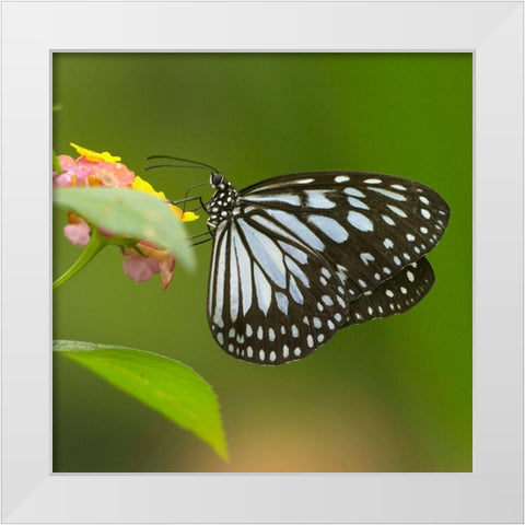 White tree nymph butterfly-ideopsis juventa White Modern Wood Framed Art Print by Fitzharris, Tim
