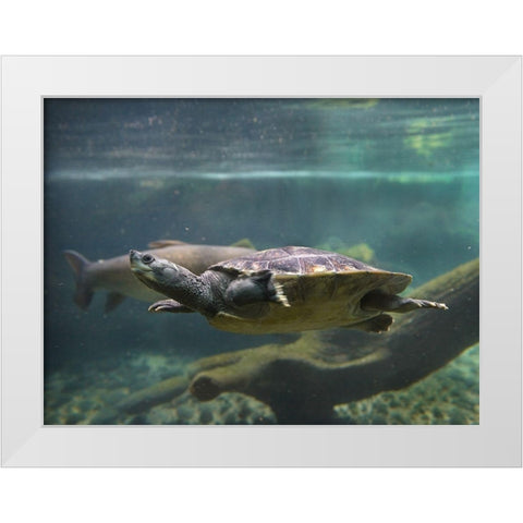 Malaysian pond turtle White Modern Wood Framed Art Print by Fitzharris, Tim