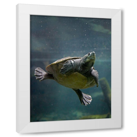 Malaysian pond turtle White Modern Wood Framed Art Print by Fitzharris, Tim