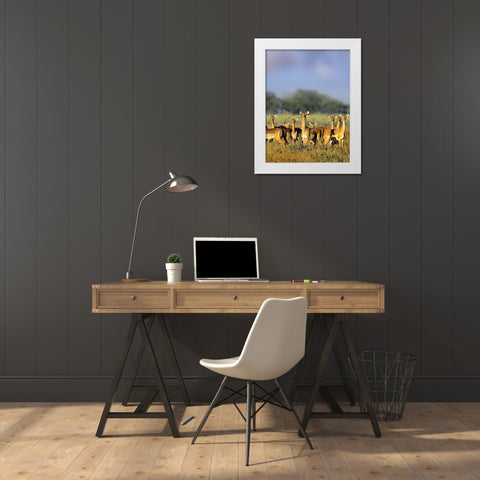 Impala herd-Amboseli National Park-Kenya White Modern Wood Framed Art Print by Fitzharris, Tim