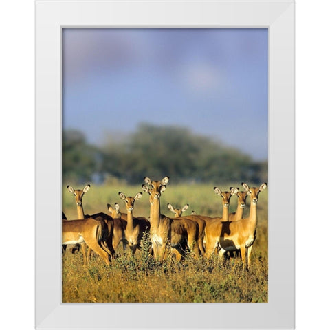 Impala herd-Amboseli National Park-Kenya White Modern Wood Framed Art Print by Fitzharris, Tim