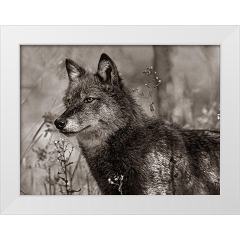 Gray wolf Sepia White Modern Wood Framed Art Print by Fitzharris, Tim