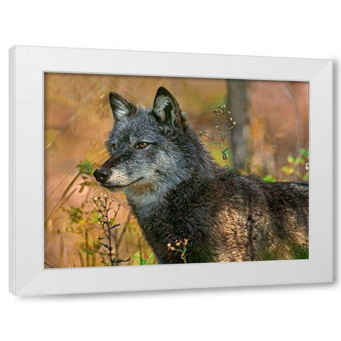 Gray wolf White Modern Wood Framed Art Print by Fitzharris, Tim