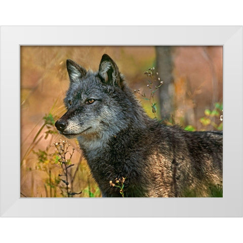 Gray wolf White Modern Wood Framed Art Print by Fitzharris, Tim