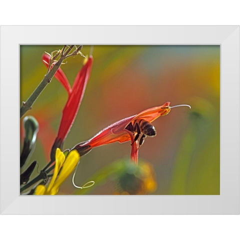 Honey Bee in chuparosa White Modern Wood Framed Art Print by Fitzharris, Tim