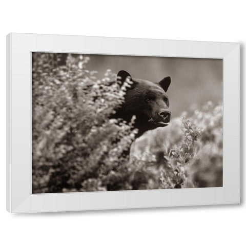 Black bear in underbrush Sepia White Modern Wood Framed Art Print by Fitzharris, Tim