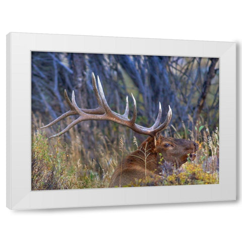 Bull elk-Colorado White Modern Wood Framed Art Print by Fitzharris, Tim