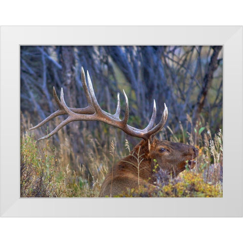 Bull elk-Colorado White Modern Wood Framed Art Print by Fitzharris, Tim