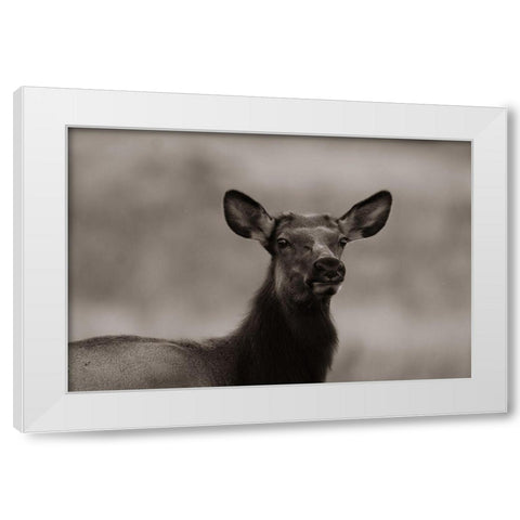 Female elk-Colorado Sepia White Modern Wood Framed Art Print by Fitzharris, Tim