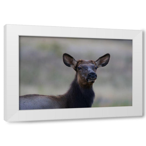 Female elk-Colorado White Modern Wood Framed Art Print by Fitzharris, Tim